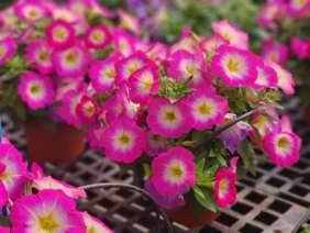 CAPELLA™ Pink Morn