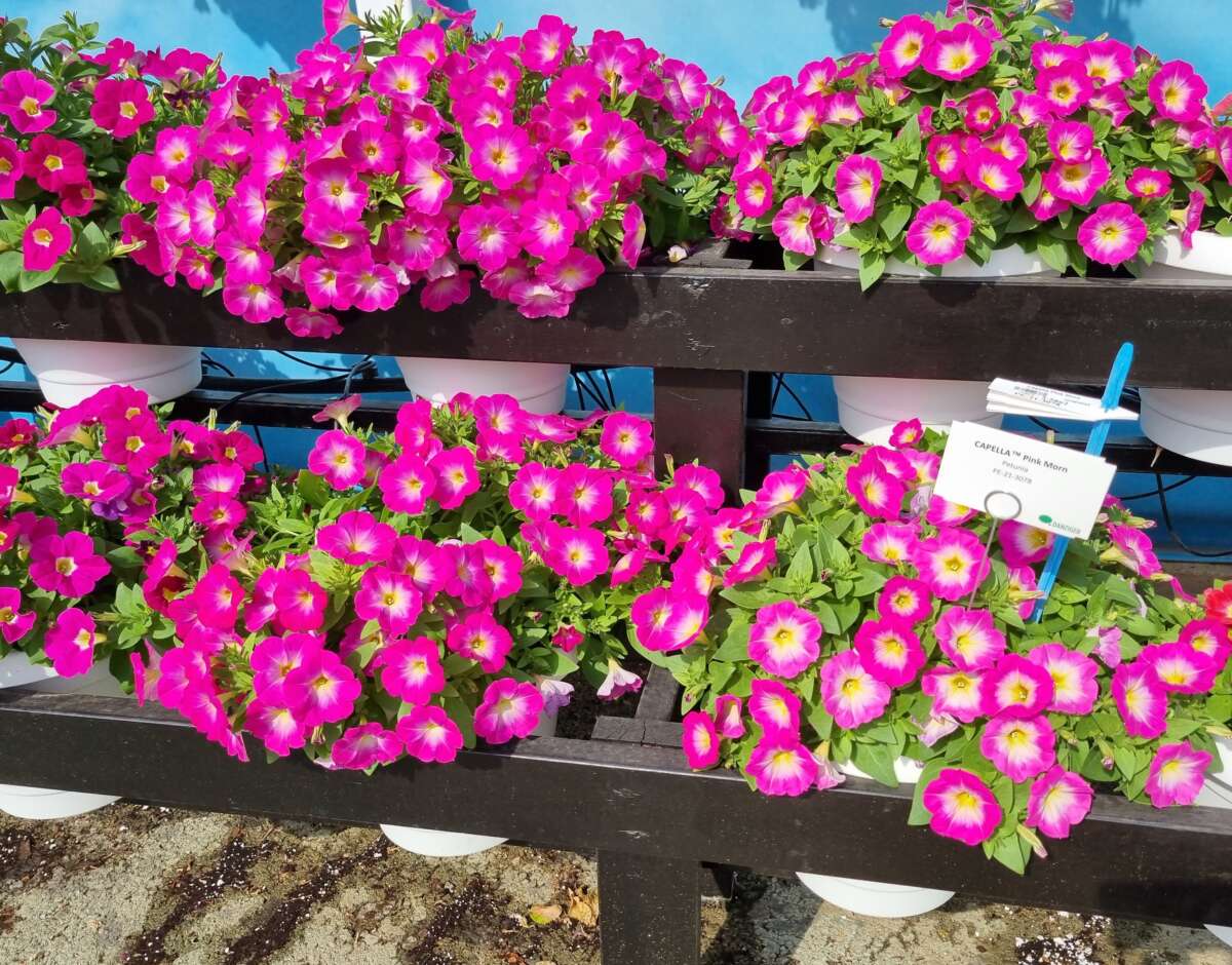 CAPELLA™ Pink Morn