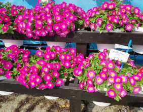CAPELLA™ Pink Morn