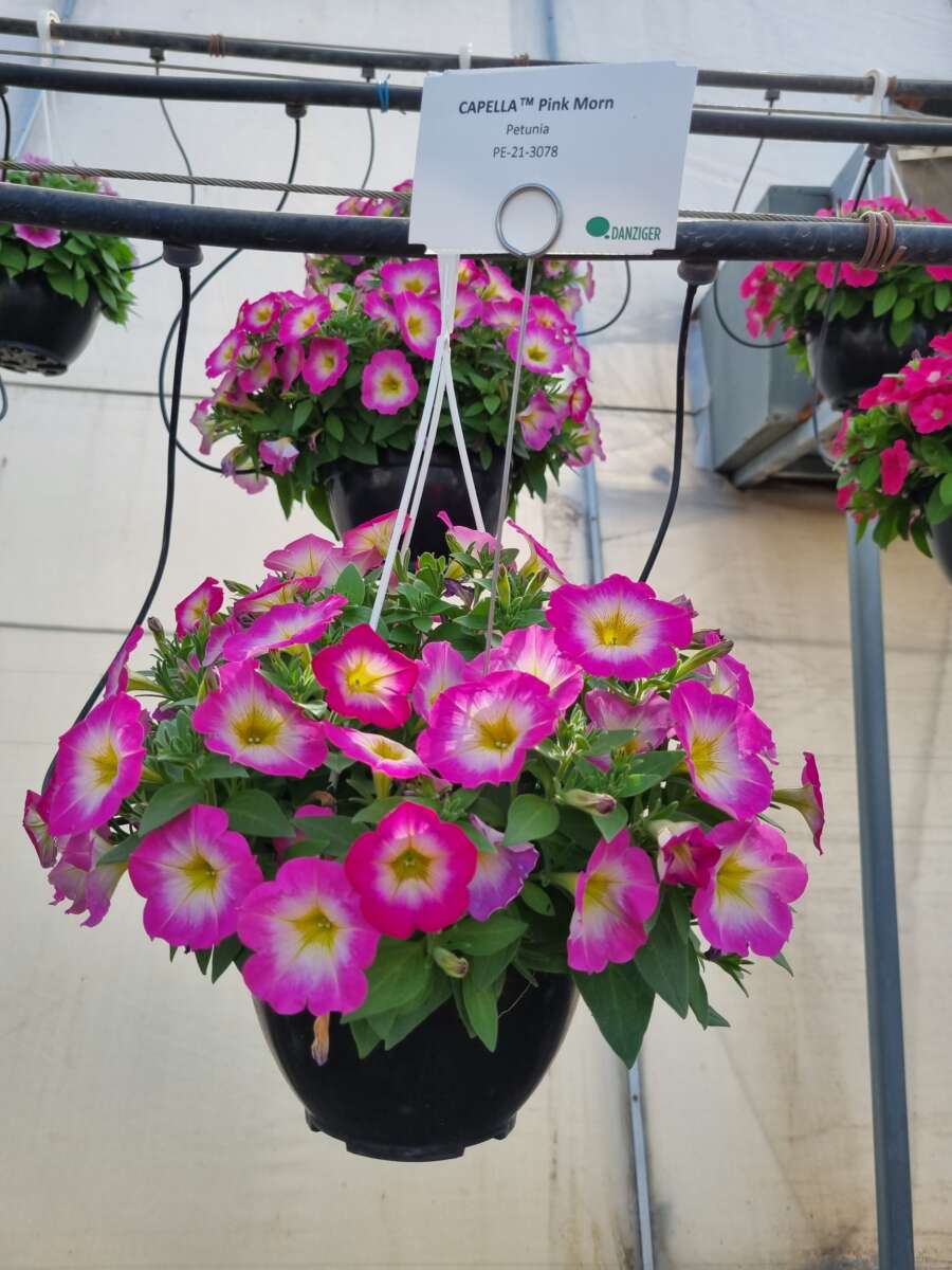CAPELLA™ Pink Morn
