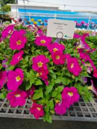CASCADIAS™ Rose