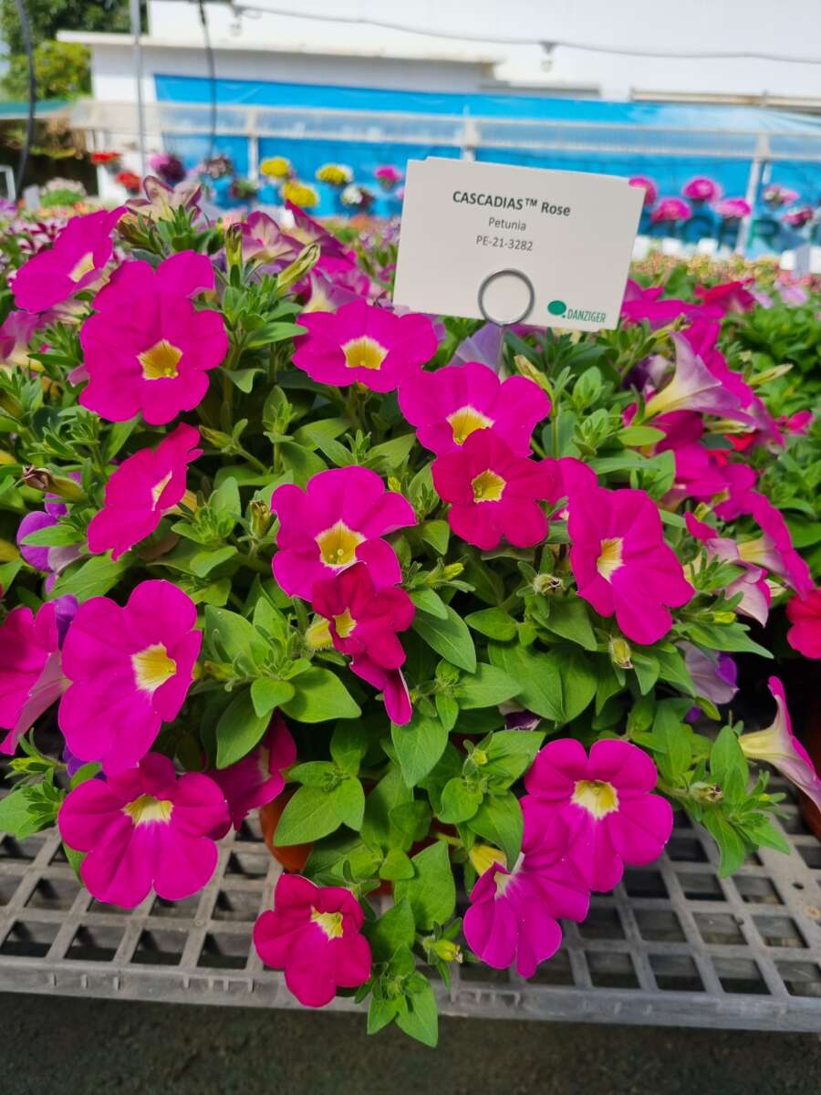 CASCADIAS™ Rose