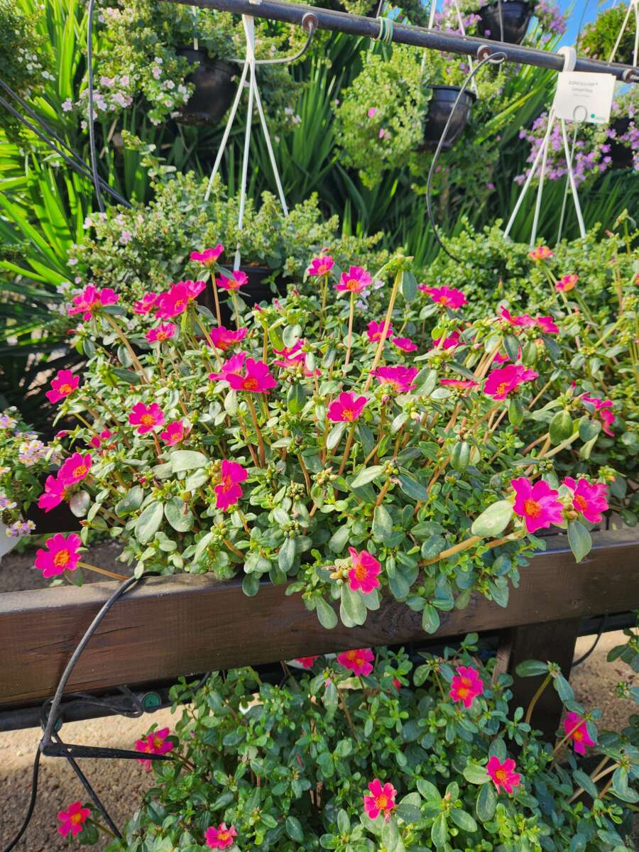 MEGA PAZZAZ™ Fuchsia