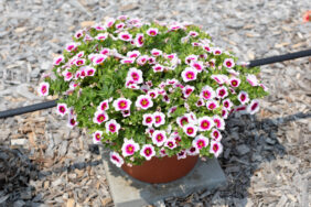 EYECONIC™ Cherry Blossom Imp.