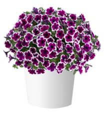 CAPELLA™ Rim Raspberry