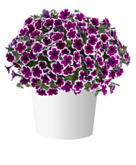CAPELLA™ Rim Raspberry