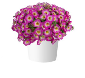 CAPELLA™ Pink Morn