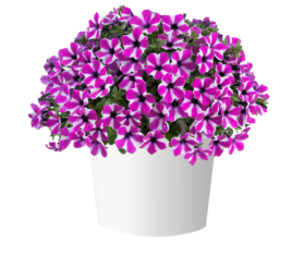 CAPELLA™ Magenta Diamond