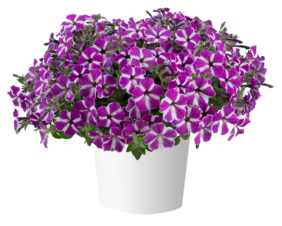 CASCADIAS™ Fuchsia Gem