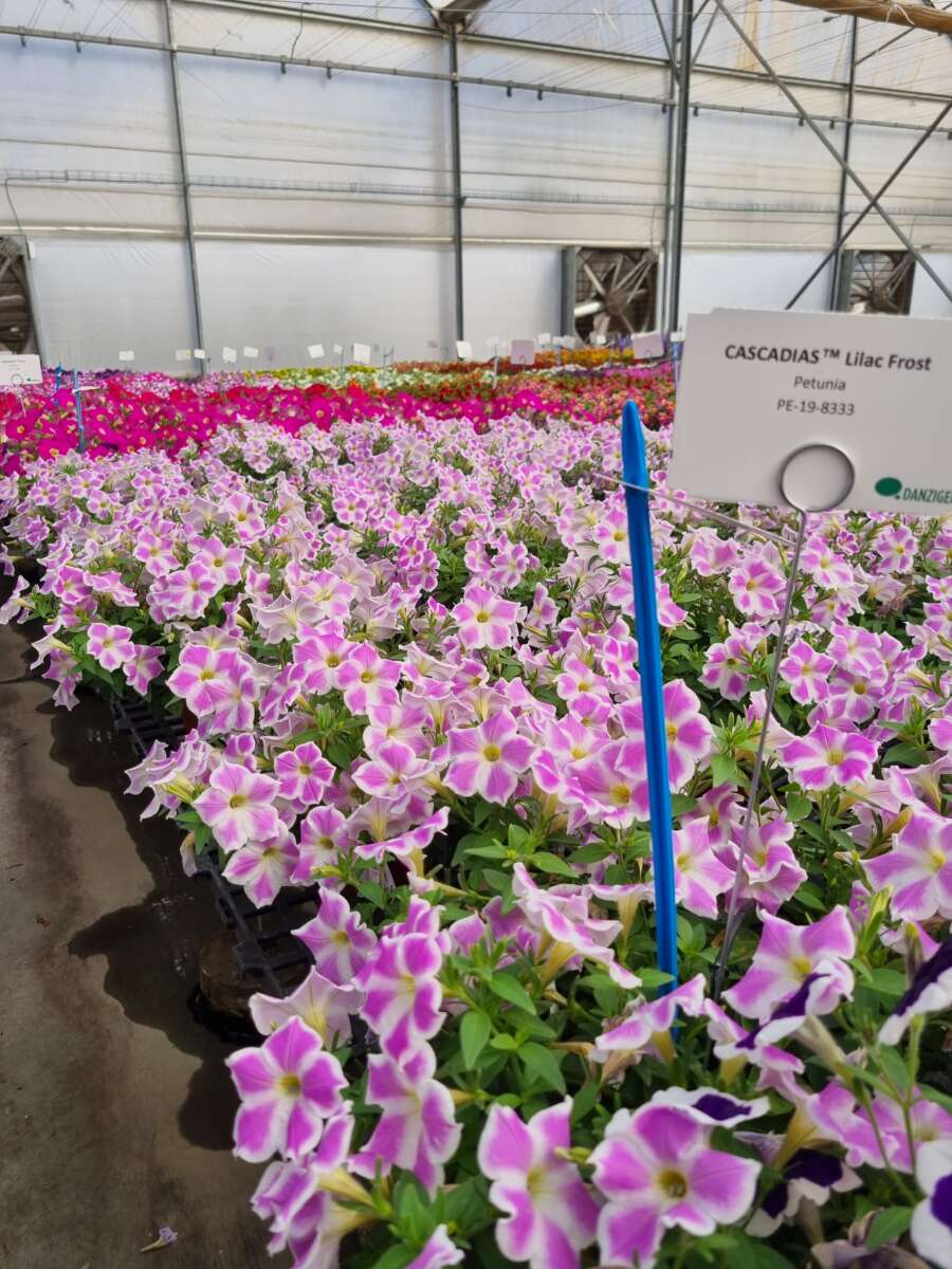 CASCADIAS™ Lilac Frost