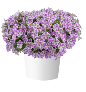 CASCADIAS™ Lilac Frost