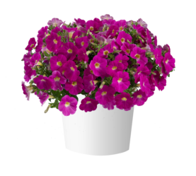CASCADIAS™ Rose