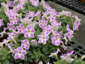 CASCADIAS™ Lilac Frost