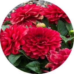 CHÉRIE™ Deep Red