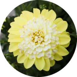 CHÉRIE™ Lemon