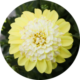 CHÉRIE™ Lemon