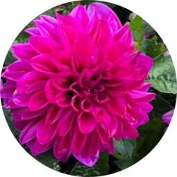 CHÉRIE™ Purple