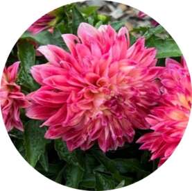 CHÉRIE™ Radiant Rose