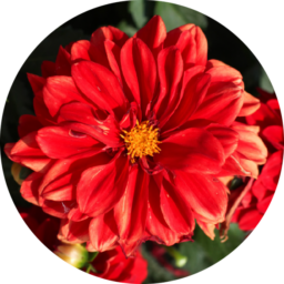 CHÉRIE™ Red