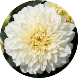 CHÉRIE™ White