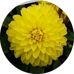 CHÉRIE™ Yellow