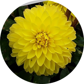 CHÉRIE™ Yellow