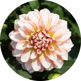 CHÉRIE™ Peach