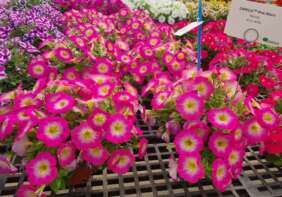 CAPELLA™ Pink Morn
