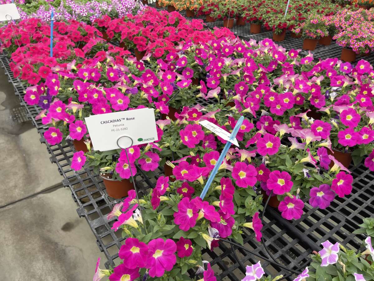 CASCADIAS™ Rose