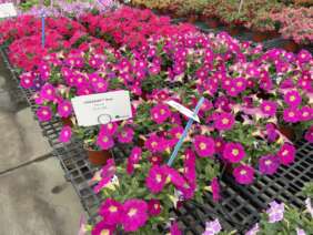 CASCADIAS™ Rose