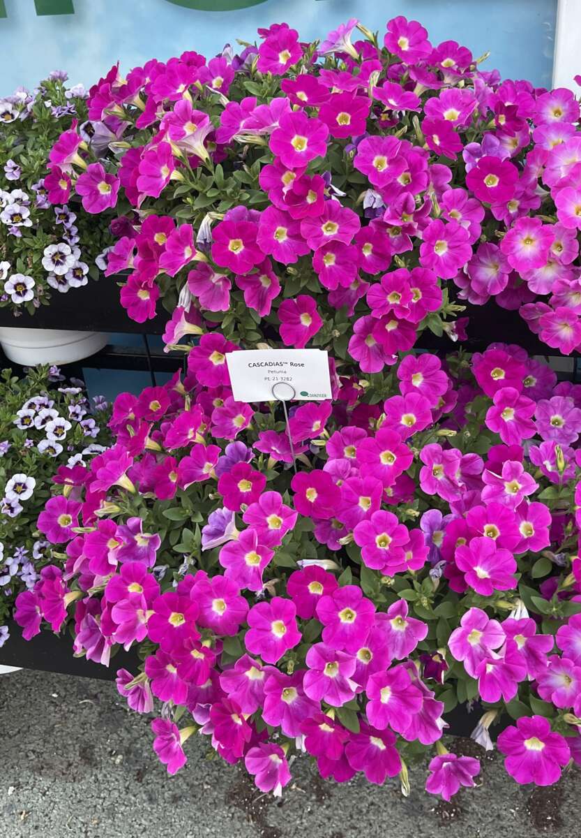 CASCADIAS™ Rose