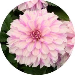 CHÉRIE™ Pink Tutu