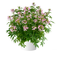 Clio™ Pink Lady Imp.