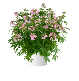 Clio™ Pink Lady Imp.