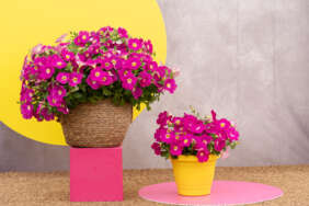CASCADIAS™ Rose