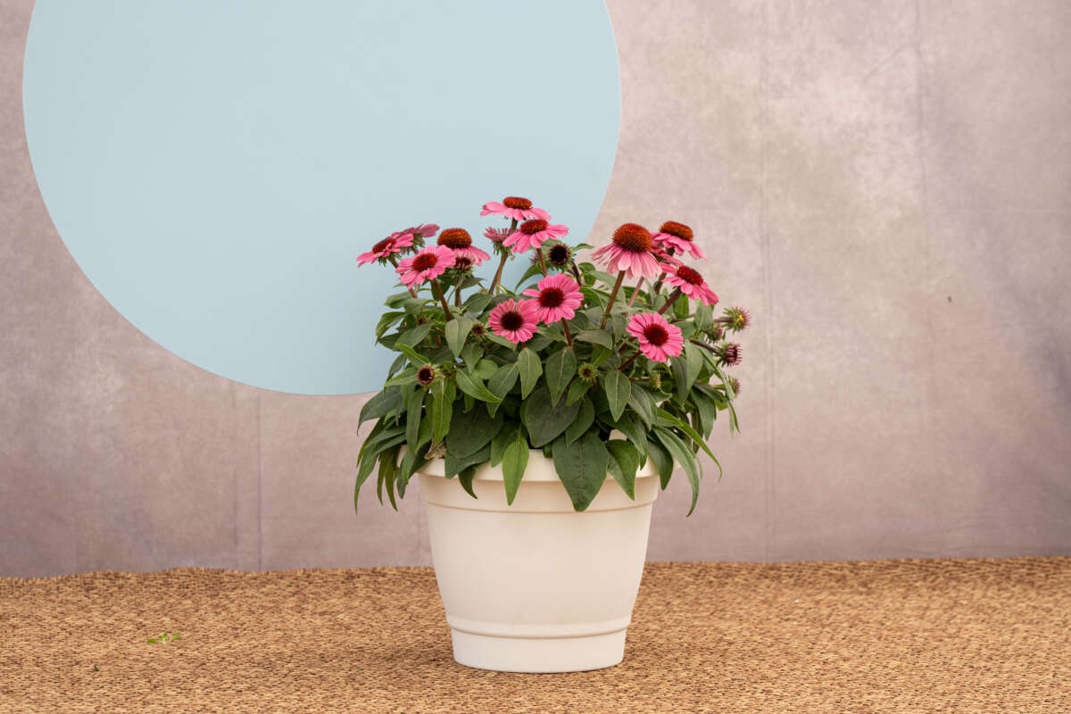 PANAMA™ Rose