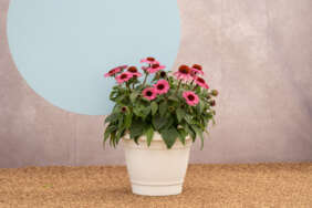 PANAMA™ Rose