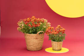 NESIA™ Tangerine