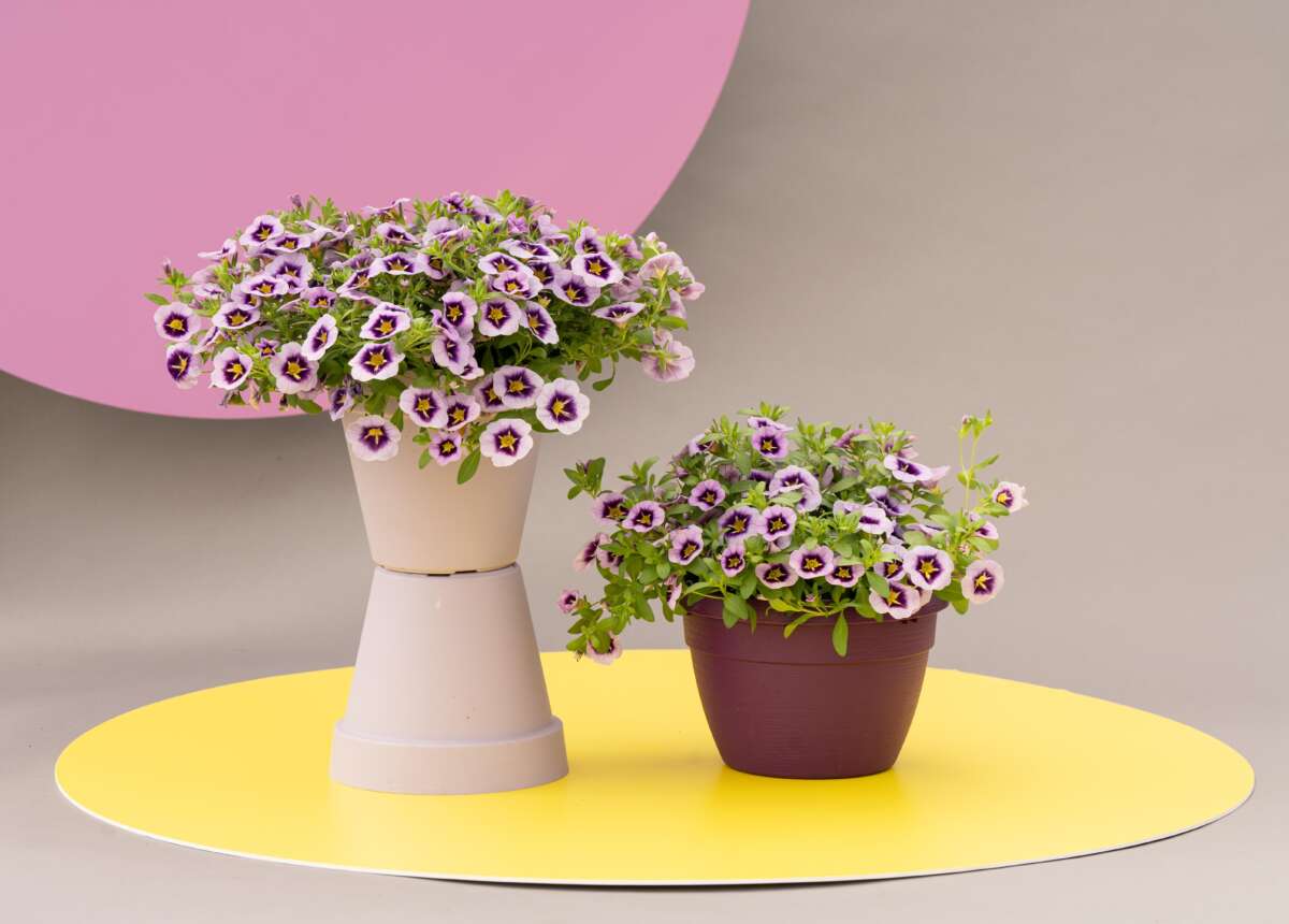 LIA™ Spark Lavender