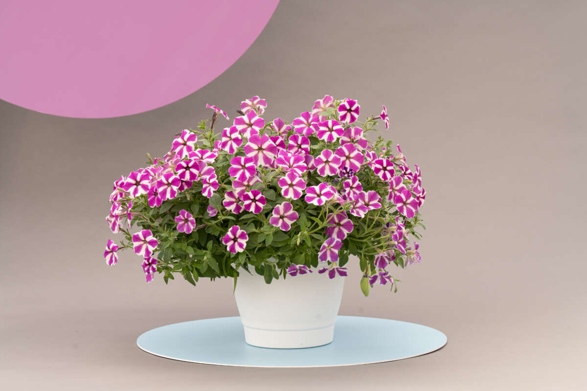 CASCADIAS™ Fuchsia Gem