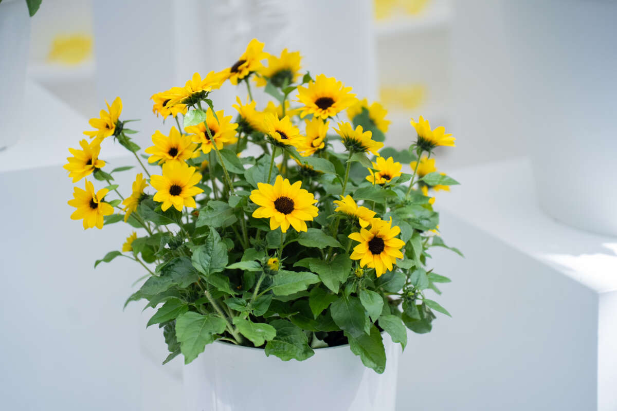 SOL SEEKER™ Bee Yellow