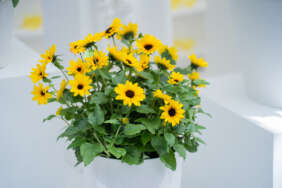 SOL SEEKER™ Bee Yellow