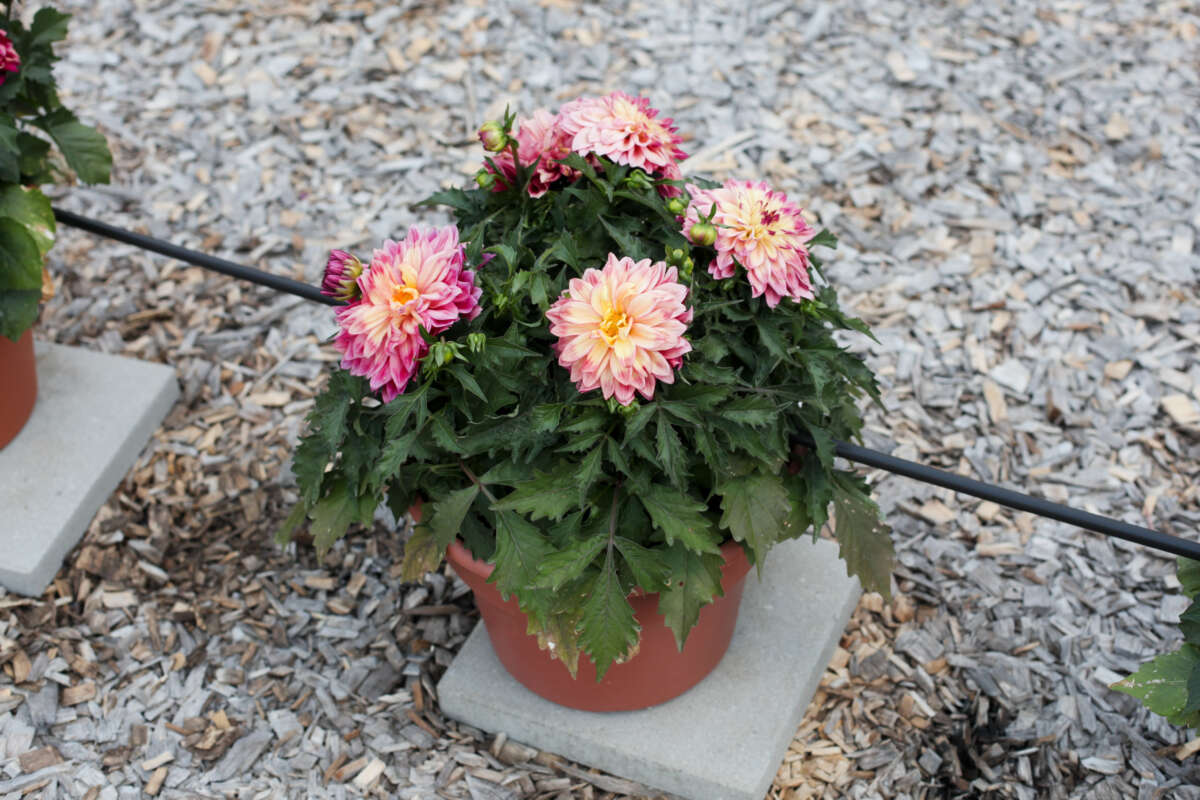 CHÉRIE™ Radiant Rose
