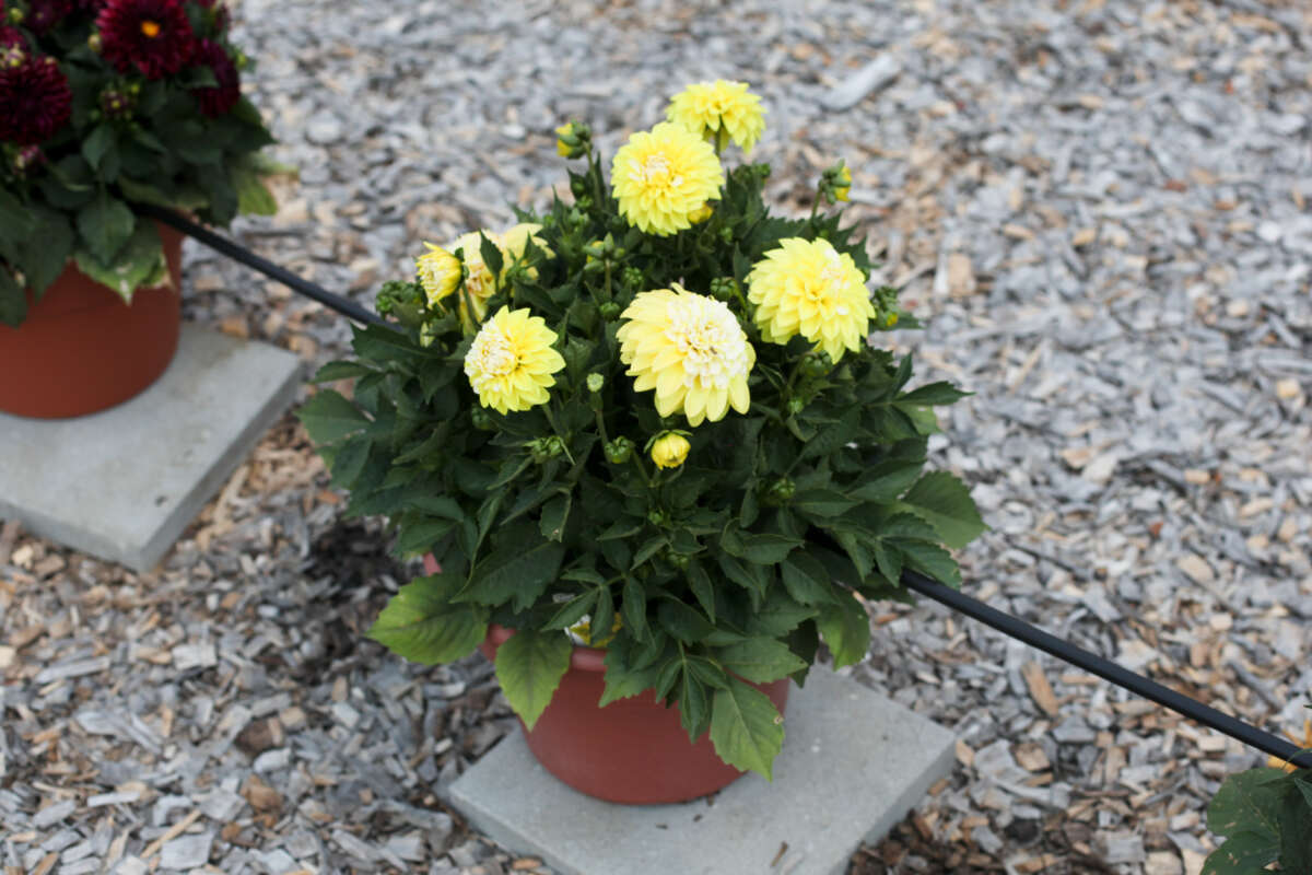 CHÉRIE™ Lemon