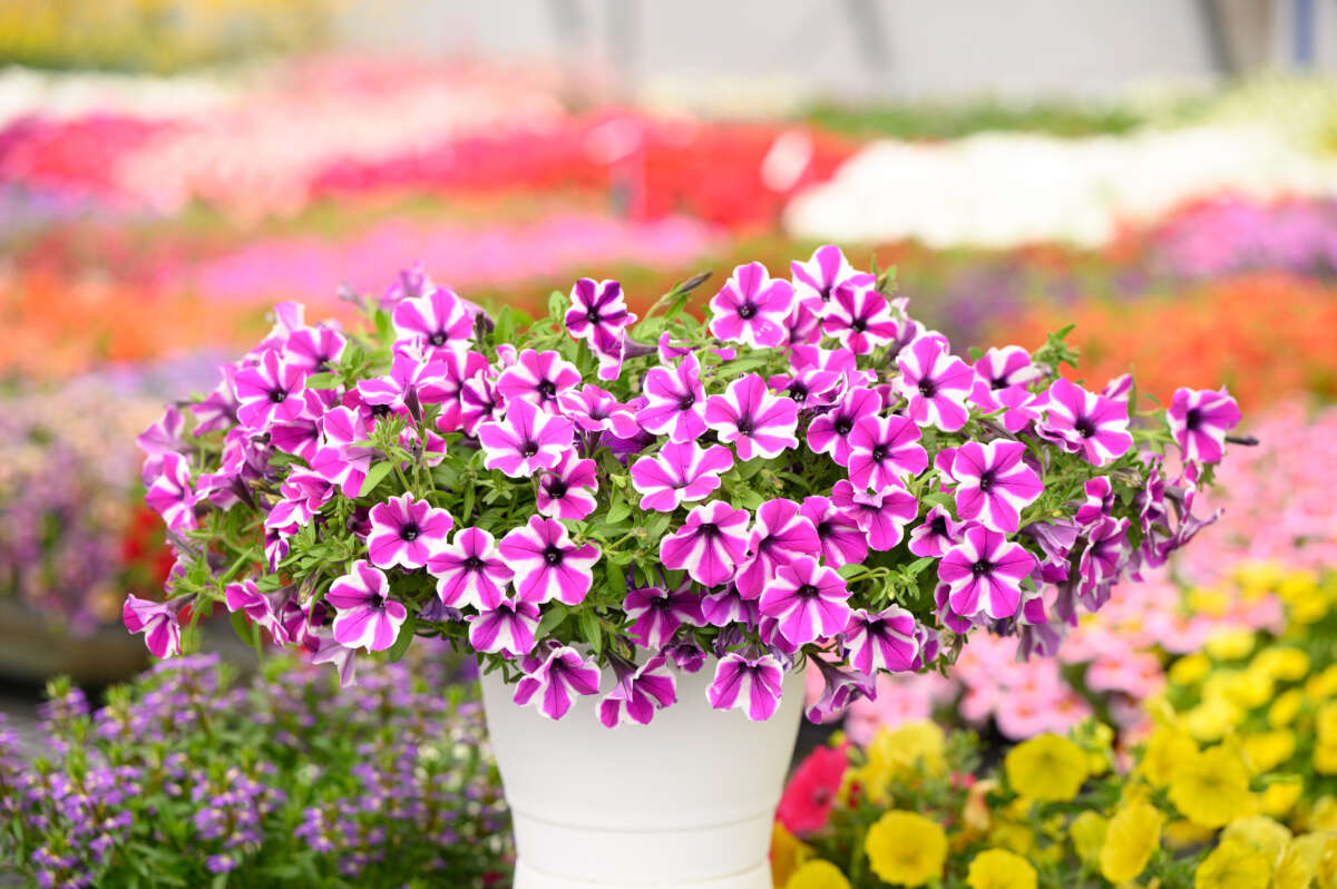 CAPELLA™ Magenta Diamond