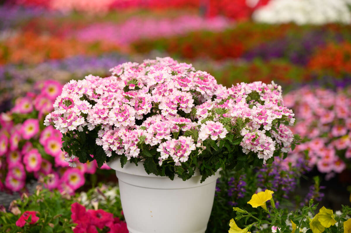VANESSA™ Bicolor Light Pink