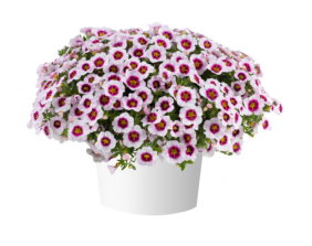 EYECONIC™ Cherry Blossom Imp.