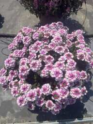 VANESSA™ Bicolor Light Pink