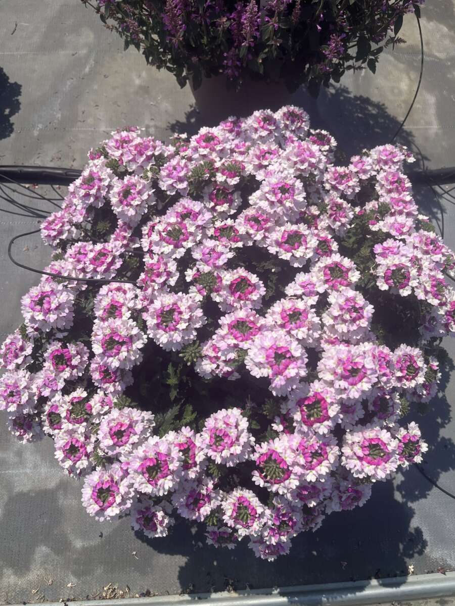 VANESSA™ Bicolor Light Pink
