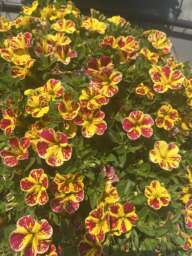 LIA™ Abstract Lemon Cherry